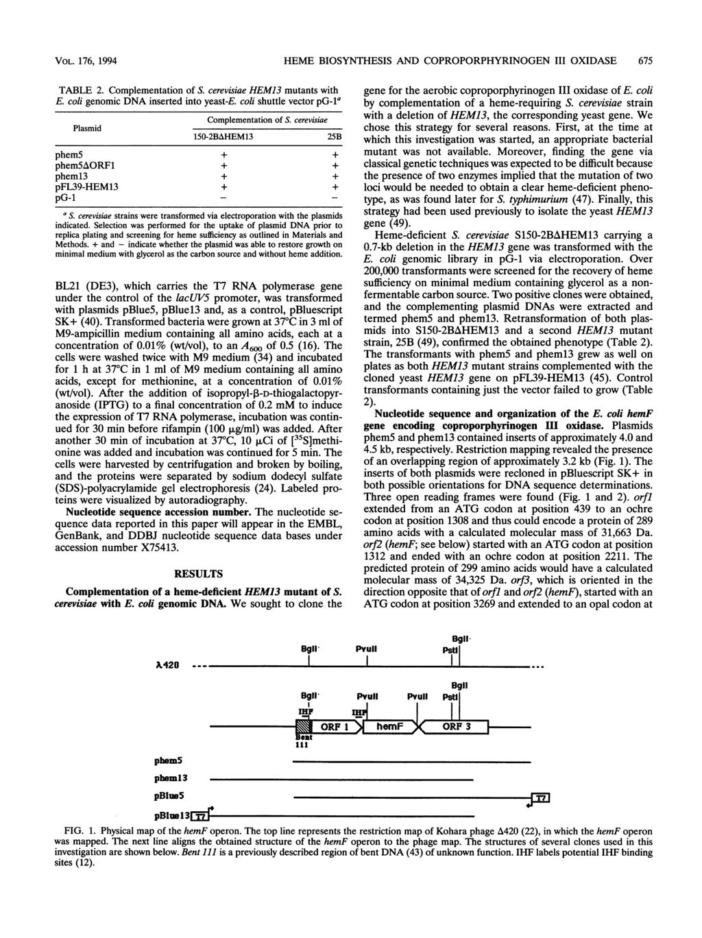 VOL. 176, 1994 HEME BIOSYNTHESIS AND COPROPORPHYRINOGEN III OXIDASE 675 TABLE 2. Complementation of S. cerevisiae HEM13 mutants with E. coli genomic DNA inserted into yeast-e.