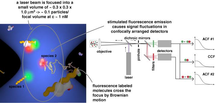 Fluorescence correlation spectroscopy (FCS) (our first single molecule technique) FCS can be used to determine: Diffusion coefficients and local