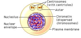 Interphase Stages of the Cell Cycle Cells are usually in interphase.