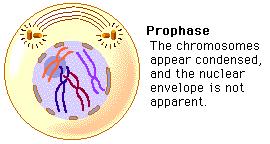 Prophase (pro = before ) Long strands of DNA condense and become visible under microscope as chromosomes Each chromosome