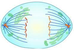 Anaphase Centromeres split and sister chromatids separate Chromatids are