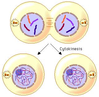 Cytokinesis Cytoplasm divides producing two identical daughter cells Membrane is pinched
