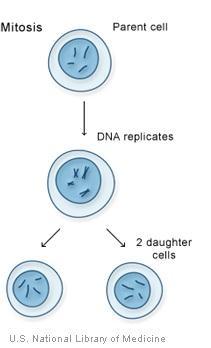 Cell Division for Reproduction The ability to