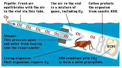 Remember, cellular respiration occurs in the cells of both animals and plants! How the Respirometer Works When the tip of the respirometer is submerged, no additional air will enter.