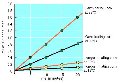 3. Which of the following conclusions is supported by the data? a. The rate of respiration is higher in nongerminating seeds than in germinating seeds. b. Nongerminating peas are not alive, and show no difference in rate of respiration at different temperature.
