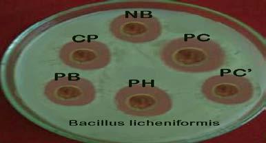bacilli (NB); Phoma hedericola (PH),