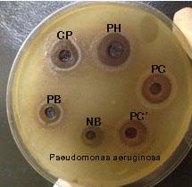 chrysogenum (PC ) Figure 6: Antimicrobial