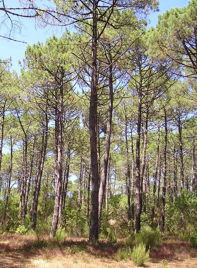Cross-resistance against diseases and insects in a breeding population of Pinus pinaster A. Solla 1, M. Vivas 1, E. Cubera 1, L. Sampedro 2, X. Moreira 2, E. Merlo 3, R. de la Mata 4, R.