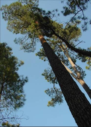 5. Conclusions + 1. Heritabilities of Pinus pinaster are high enough to improve resistance against all the studied pathogens and pests.