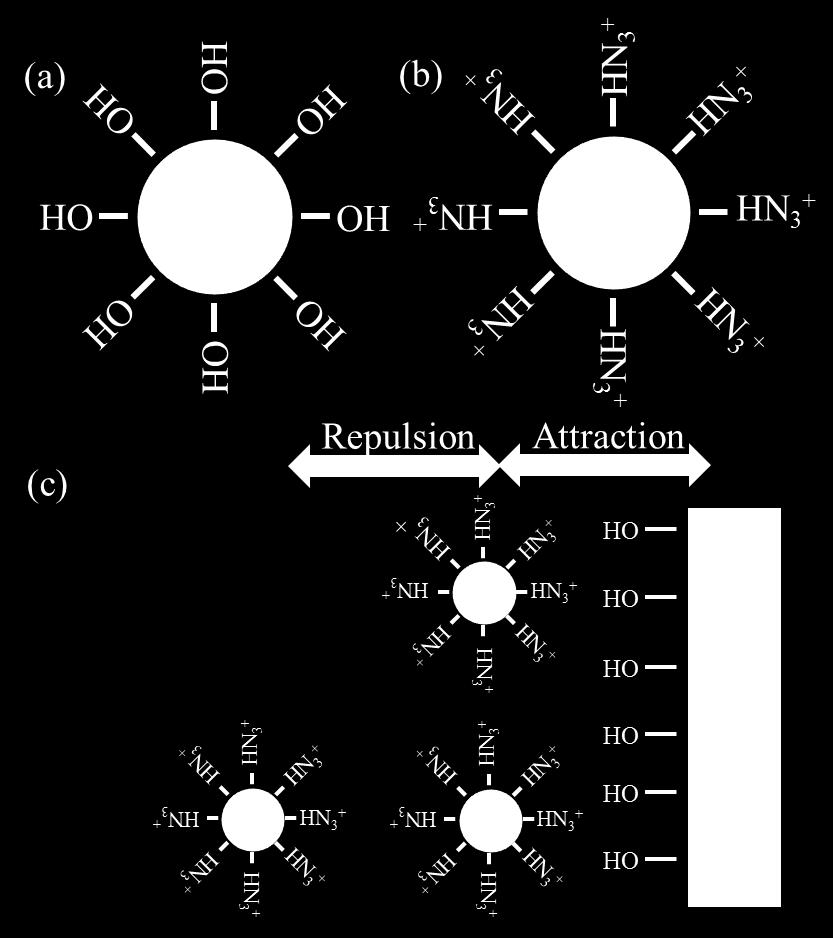 The positively charged amino group prevents aggregation of the silica spheres while also supplying an attractive force to a hydroxyl terminated Si wafer, as shown in Figure 2-9.