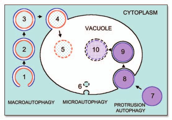 AUTOPHAGY PROCESSES DURING PLANT DEVELOPMENT Autophagy is a key process in the formation of the vegetative vacuole in plant cells.