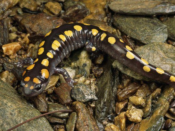 Salamanders Tiger