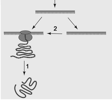 Wh at characteristic is shared by phytochrome and rhodopsin? a. They are both 7 TMD proteins b. They are both soluble proteins in the cytoplasm c.