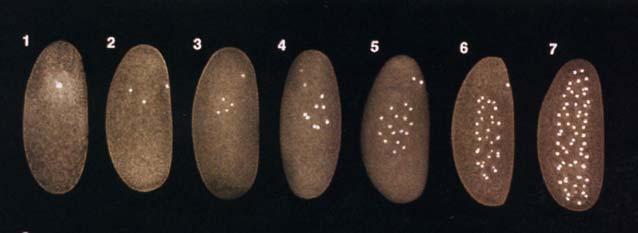 Final Examination, 2007 e. 5 μm Shown to the left are successive stages of the development of an animal embryo. The following four questions (16-19) refer to this figure. 16.