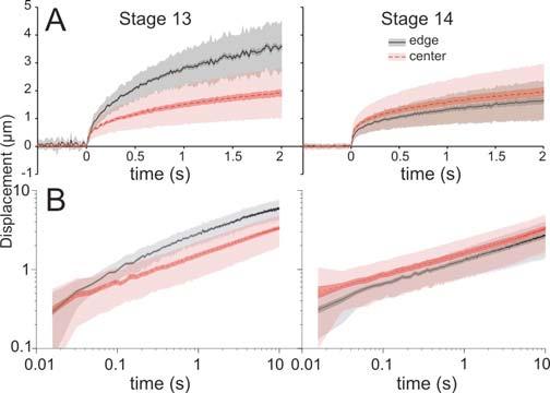 Figure 4. Dependence of the recoil dynamics on wound site and developmental stage. Left panels are from stage 13 embryos; right panels are from stage 14.