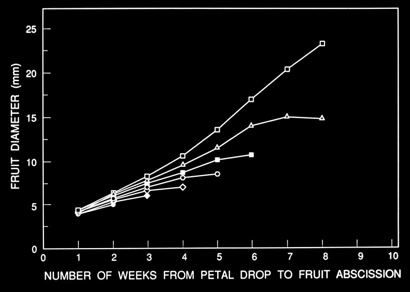 Faster growing fruit set and persist to harvest;