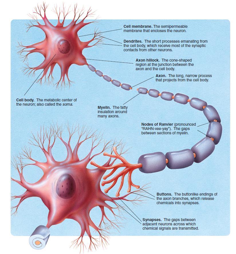 Major External Features of a Neuron A typical neuron has a soma (or cell body) and neurites (i.e., dendrites and an axon).