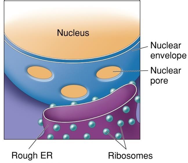 mrna transcripts bind to the ribosomes, and the ribosomes assemble proteins from 20 different kinds of