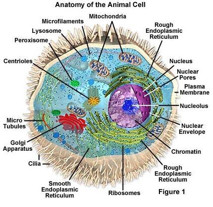 A structure of eukaryotic cells uman, animal and plant cells are eukaryotic cells The nucleus contains the genetic blueprint for
