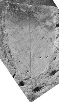 based on one incomplete leaf from the Middle Miocene
