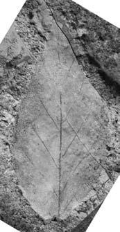 Betula uzenensis Tanai; 4, FPDM-P-542-2, Loc.