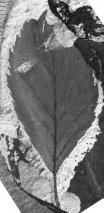 11. Carpinus heigunensis Huzioka, FPDM-P-529-1, x1.