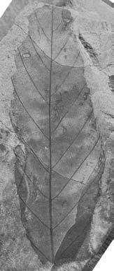 Plant megafossils from the Ito-o Formation.