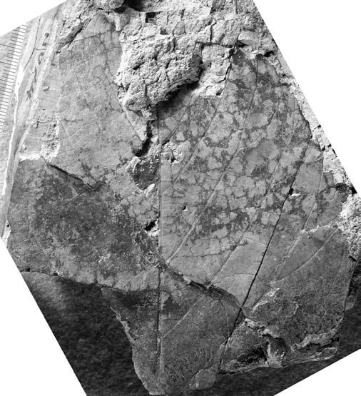 Populus sp., FCMNH-GF0485, x0.8, Loc. 1.