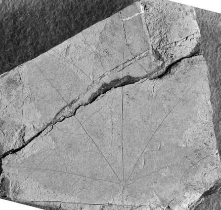fragmentary leaf from the Shichiku Formation in