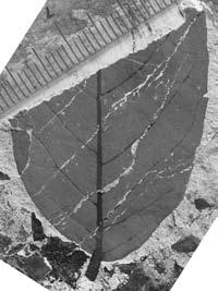Genus PSEUDOLARIX Gordon, 1858 Pseudolarix japonica Tanai et Onoe, 1961 (Fig.