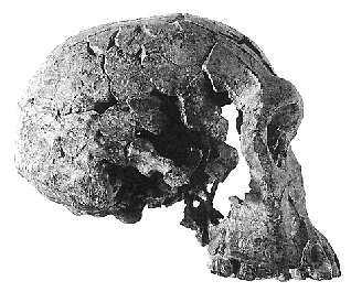 Australopithecines stood about 1-1.