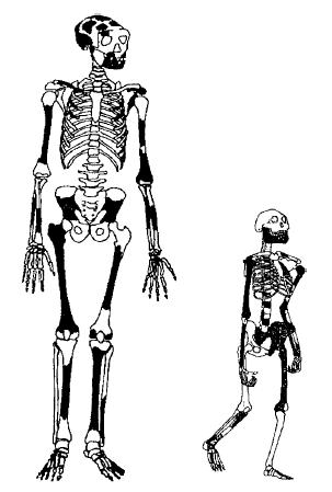 A study of one of the fragmented specimens compared the post-cranial skeleton of habilis to that of Lucy, supposedly an australopithecine precursor to Homo habilis.