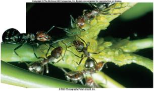Aphids suck the sap of plants Internal parasites Tapeworms the protozoa that causes malaria