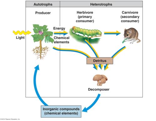 Major ecosystem processes: Energy flow in ecosystems Energy flow and chemical cycling Heat Sun = source of energy Plants and algae convert