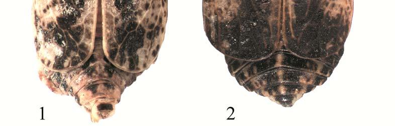 Adenissus riadicus Dlabola,