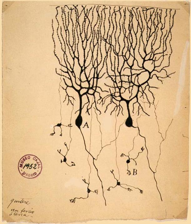 OUTPUT (drawing by Ramon y Cajal,