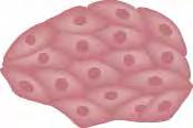 Identify them as cells, tissue,