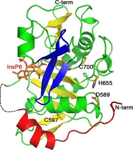 Activation of the Cysteine Protease Domain (CPD) Shen et al.