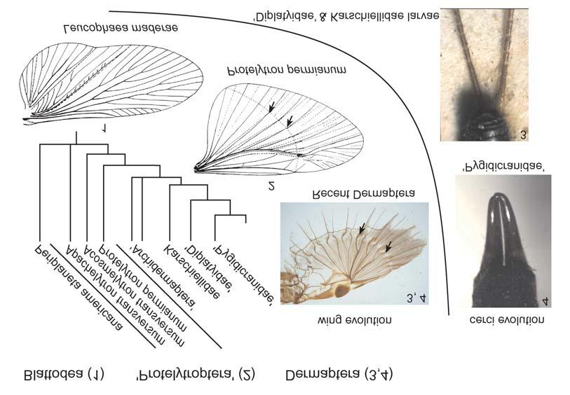 F. HAAS Fig. 4. The relationships of Protelytroptera, Archidermaptera and Dermaptera and the evolution of hind wing folding as well as cerci.
