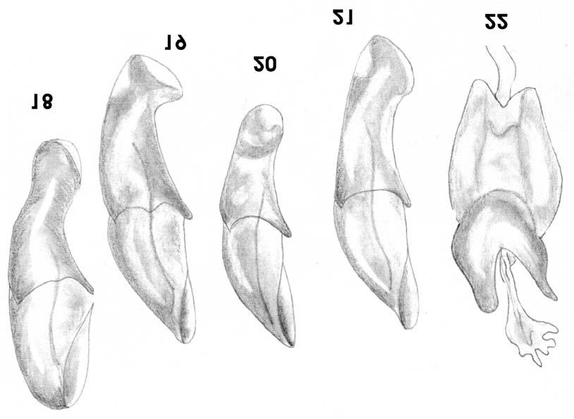 Ataenius imbricatus-group in New World 233 Figs 18-22. Male genitalia: 18-20, aedeagus in lateral view, 18 Ataenius pseudostercorator sp. n., 19 A. petrovitzi BALTH., 20 A. luctuosus (BURM.