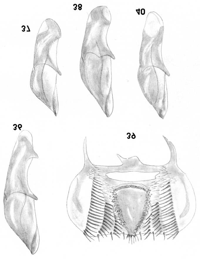 Ataenius imbricatus-group in New World 245 Figs 36-40. 36-38 Male genitalia, aedeagus in lateral view: 36 Ataenius schmidti nom. n., 37 A. imbricatoides SCHM., 38 A. morator HAR..; 39, 40 A.