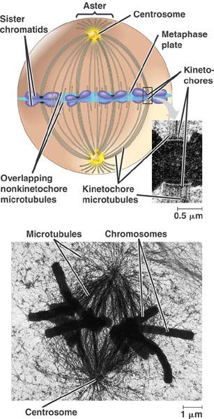 Role of spindle fibers (cont.) Each sister chromatid has a kinetochore a region of proteins and DNA at the centromere. During prometaphase, some spindle microtubules attach to the kinetochores.