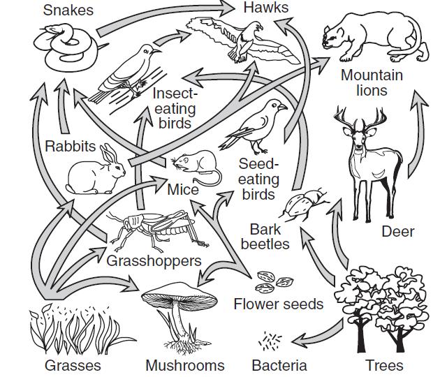 27. The diagram below represents a food web. Which organisms are correctly paired with their nutritional roles?