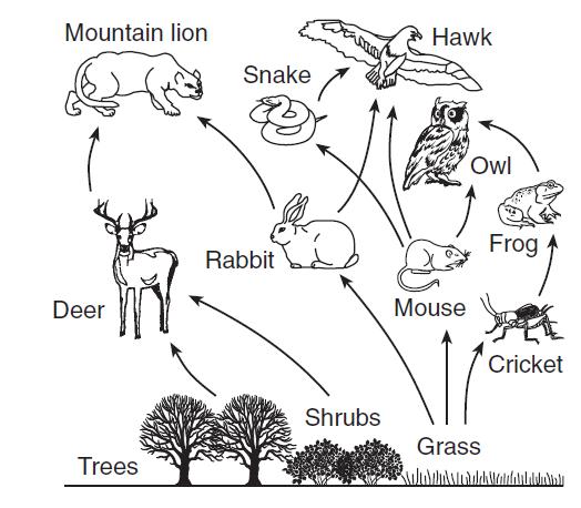 31. A food web is represented above. A continuous decrease in the size of the rabbit population would most likely cause a decrease in which other population?