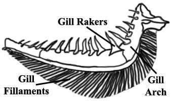 2. Gill bar. These provide attachment and support for the gill filaments 3. Gill filaments.