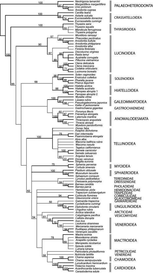 (Mollusca : Bivalvia : Heterodonta): new analyses