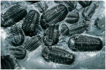 Telling Geologic Time Trilobite fossils these arthropods went extinct during the great extinction at the end of the Permian Period ~250 Ma ka = kilo-annum Ma = Mega-annum Ga = Giga-annum