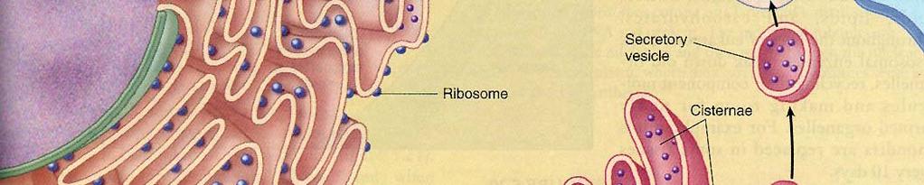 in the cytoplasm or attached hdto the endoplasmic reticulum (Rough