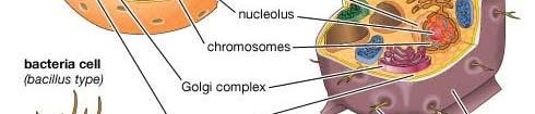 Have membrane bound organelles Have a true nucleus with a nuclear envelope Have