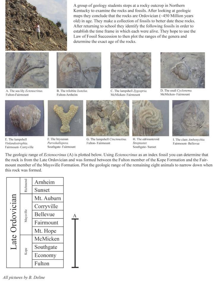 1.5 LAB EXERCISE Part B Faunal Succession The use of animals and their preserved remains (fossils) can help build a highly precise time sequence, often with a higher resolution than